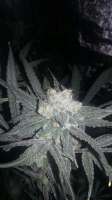 Sour Tangie: strain page photo, credit seedfinder.eu, copyright status shown with credit copyright unverified