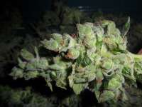 Sour Tangie: strain page photo, credit seedfinder.eu, copyright status shown with credit copyright unverified