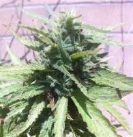 An image of Strawberry Banana
