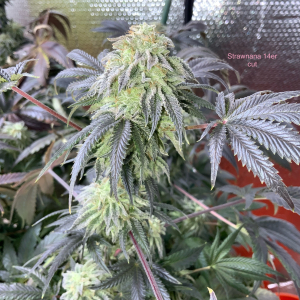 Strawberry Banana: strain page photo, credit seedfinder.eu, copyright status shown with credit copyright unverified