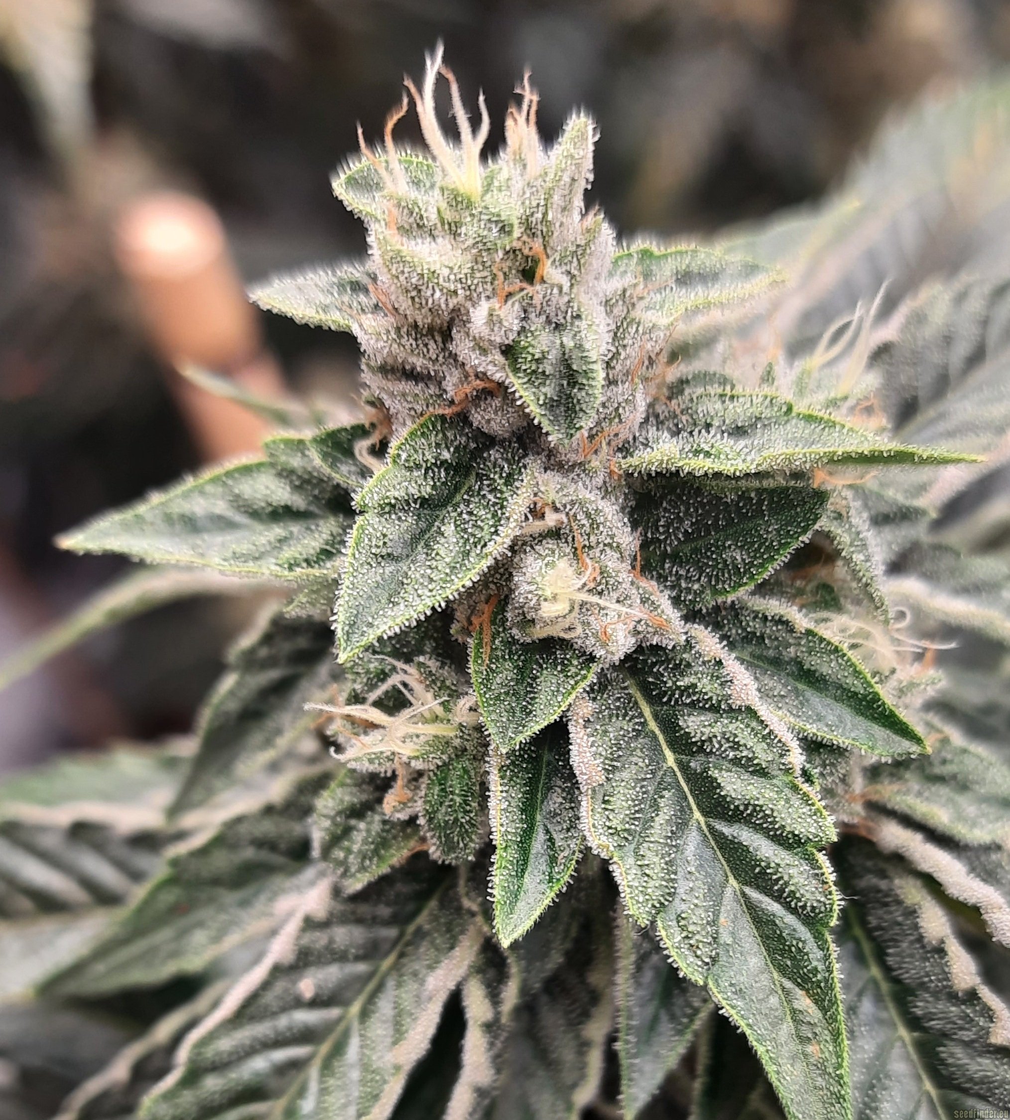 The OG #18 flowering cannabis, as labeled by the cited photo source