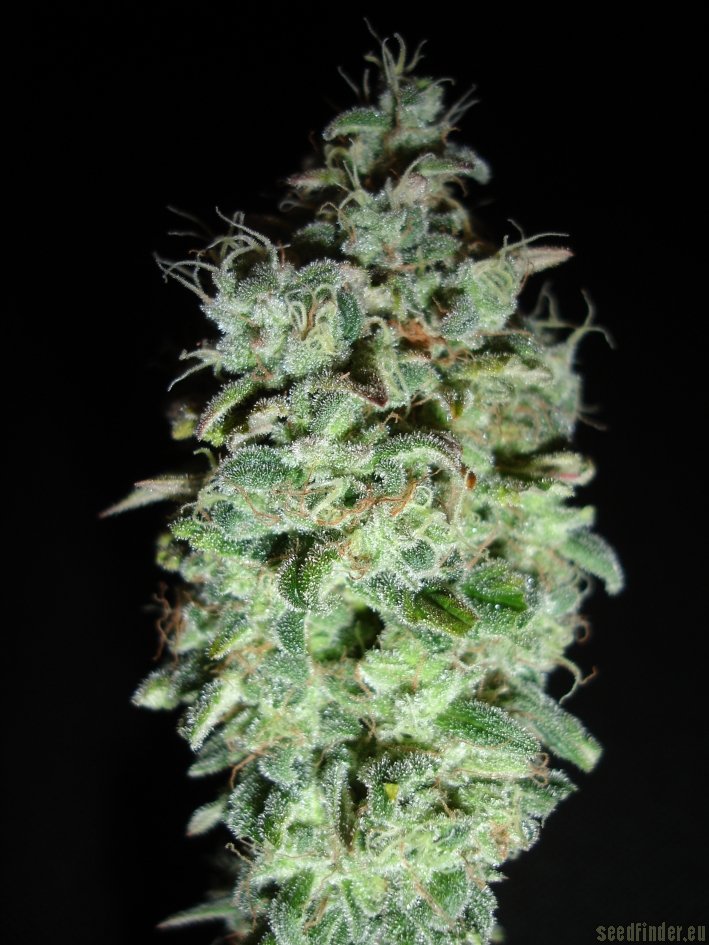 X18 Pure Pakistani flowering cannabis, as labeled by the cited photo source