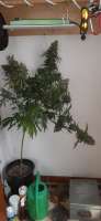 An image of Strawberry Diesel