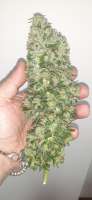 An image of Strawberry Diesel