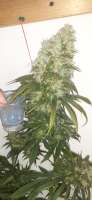 An image of Strawberry Diesel