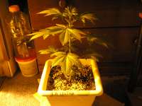 L.A. Ultra archive 1