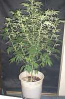 L.A. Ultra archive 2