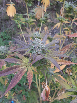 An image of Do-Si-Dos x Purple Punch