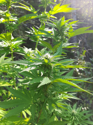An image of Do-Si-Dos x Purple Punch