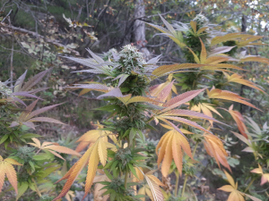 An image of Do-Si-Dos x Purple Punch