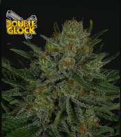 An image of Double Glock