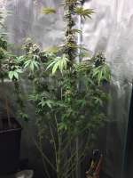 An image of GMO x Animal Cookies