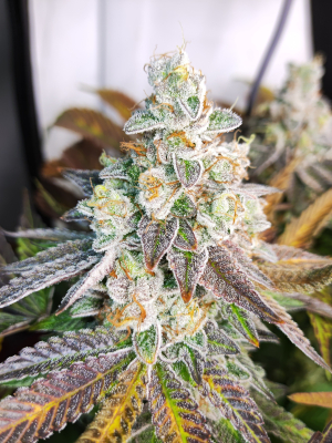 An image of Lemon Ice 2.0