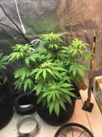 An image of Lilly x White Widow