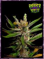 An image of Ripper Haze