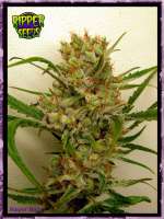 An image of Ripper Haze
