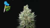 An image of Ripper Haze
