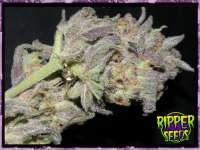 An image of Ripper Haze