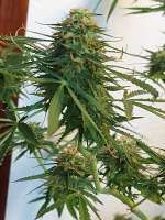 An image of Skunk x White Widow