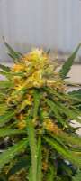 An image of Skunk x White Widow