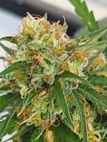 An image of Skunk x White Widow