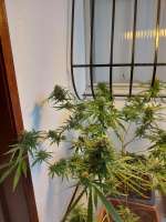 An image of Skunk x White Widow