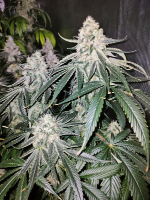 Zombie Bride archive 2