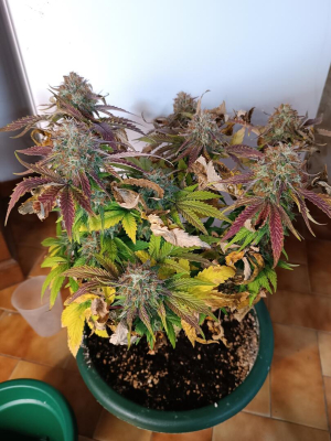Zombie Kush: strain page photo, credit seedfinder.eu, copyright status shown with credit copyright unverified