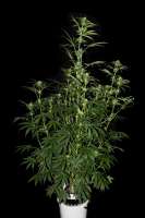 Zombie Kush archive 1