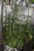 Zombie Kush archive 2