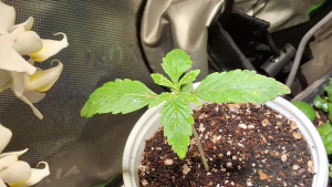 An image of Gary Payton x Purple Punch