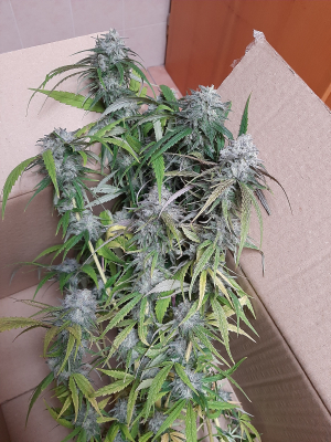 An image of MotorBreath x Purple Punch