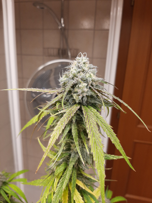 An image of MotorBreath x Purple Punch