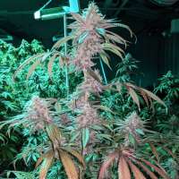 An image of Purple Poison