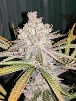 An image of Purple Poison