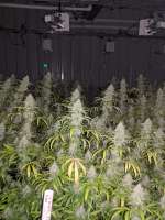 An image of Purple Poison