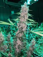 An image of Purple Poison