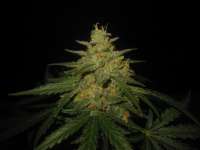 Auto Erotic Assimilation