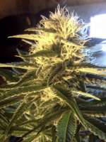 An image of Six Shooter