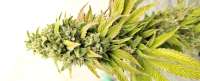 Amnesia Haze: strain page photo, credit seedfinder.eu, copyright status shown with credit copyright unverified