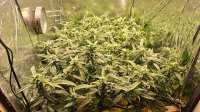 Apple Fritter: strain page photo, credit seedfinder.eu, copyright status shown with credit copyright unverified