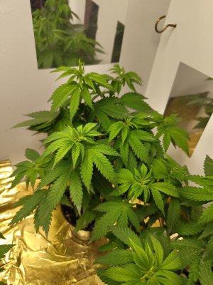 An image of Blue Cheese