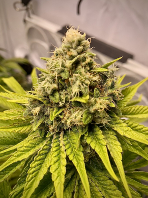 An image of Blue Gelato