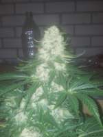 Bubble Kush: strain page photo, credit seedfinder.eu, copyright status shown with credit copyright unverified