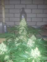 Bubble Kush: strain page photo, credit seedfinder.eu, copyright status shown with credit copyright unverified