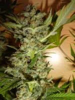 An image of Bubblegum XL