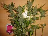 An image of Bubblegum XL