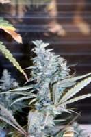 An image of Bubblegum XL