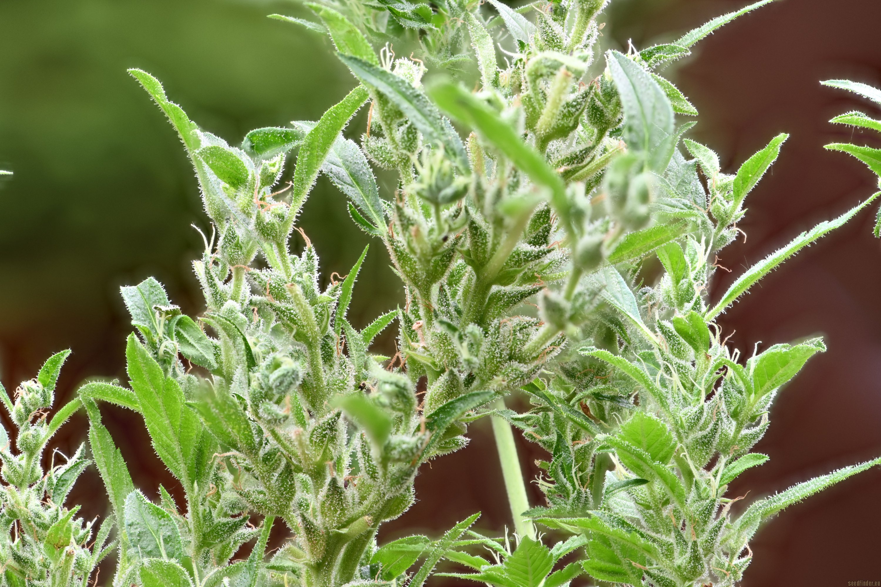 Corkscrew Auto