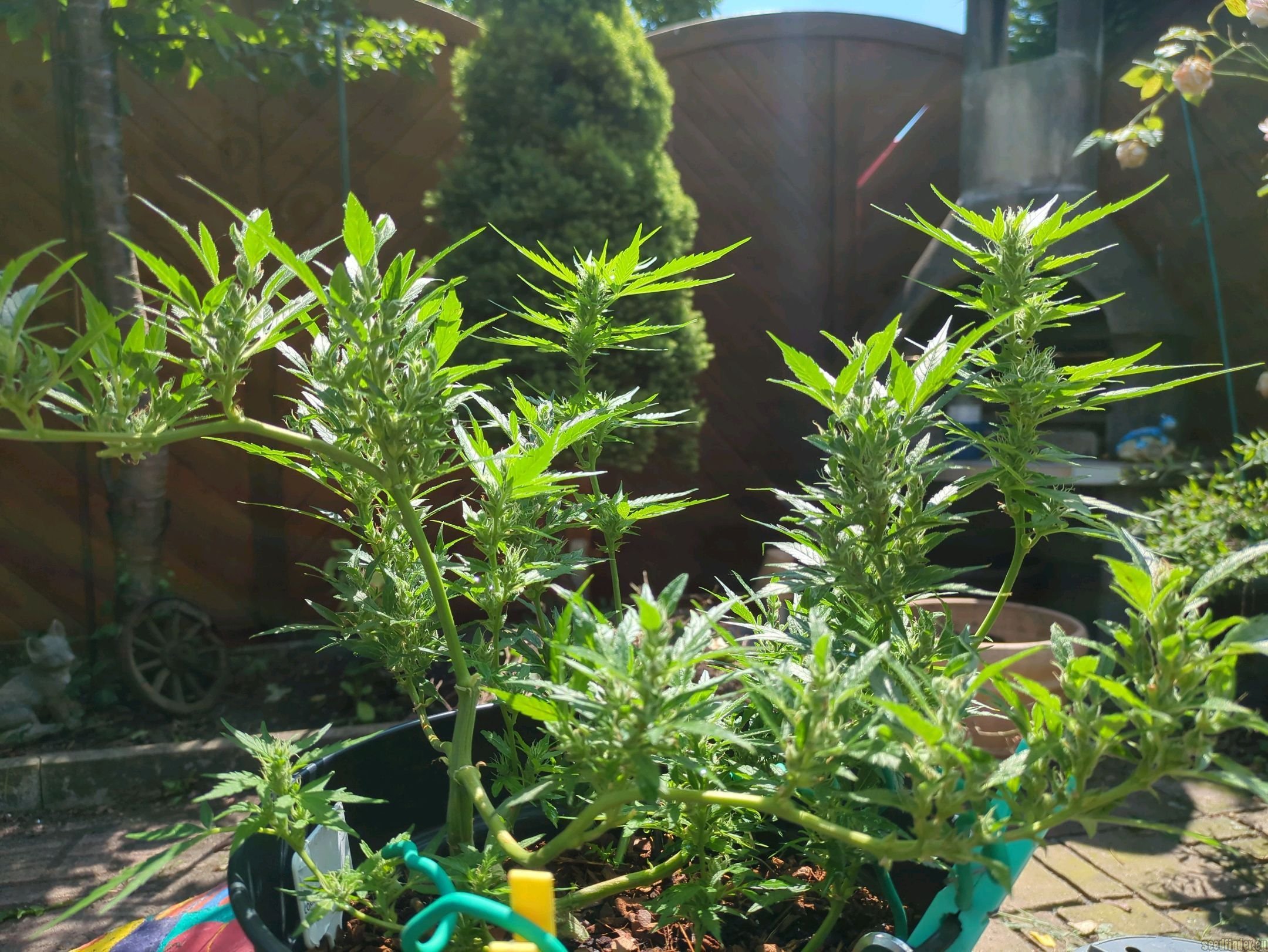 Corkscrew Auto